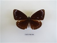 藏品(圓翅紫斑蝶)的圖片